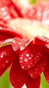 Papel de Parede para Whatsapp